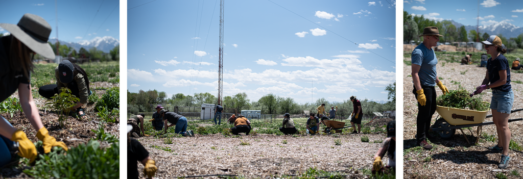 Barebones Volunteer Day with Roots